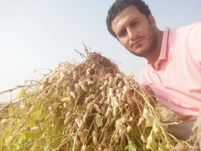 شارع يحي المعلمي 60 مع 80 32