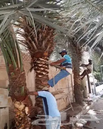 تنظيف النخيل تكريب وتلقيح النخيل مزارع زراعي مزارع نخل 12