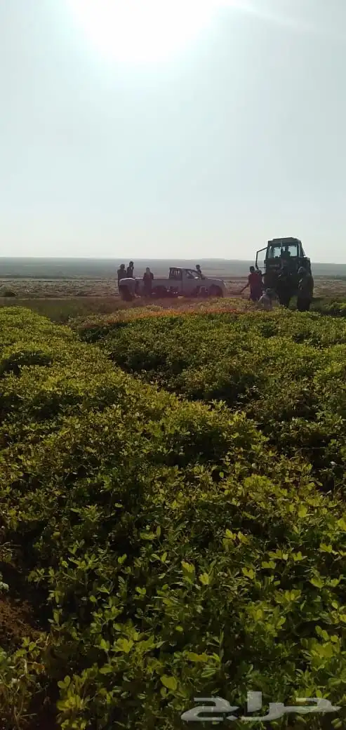 شارع يحي المعلمي 60 مع 80 18