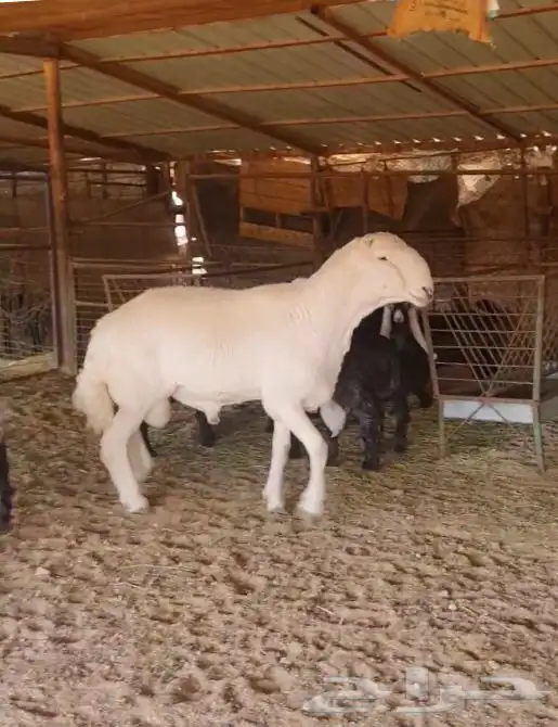 فحل صنف لاهل النظر( صور انتاج ) 2
