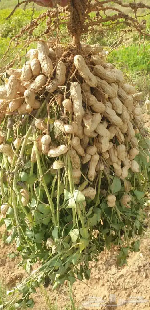 شارع يحي المعلمي 60 مع 80 30