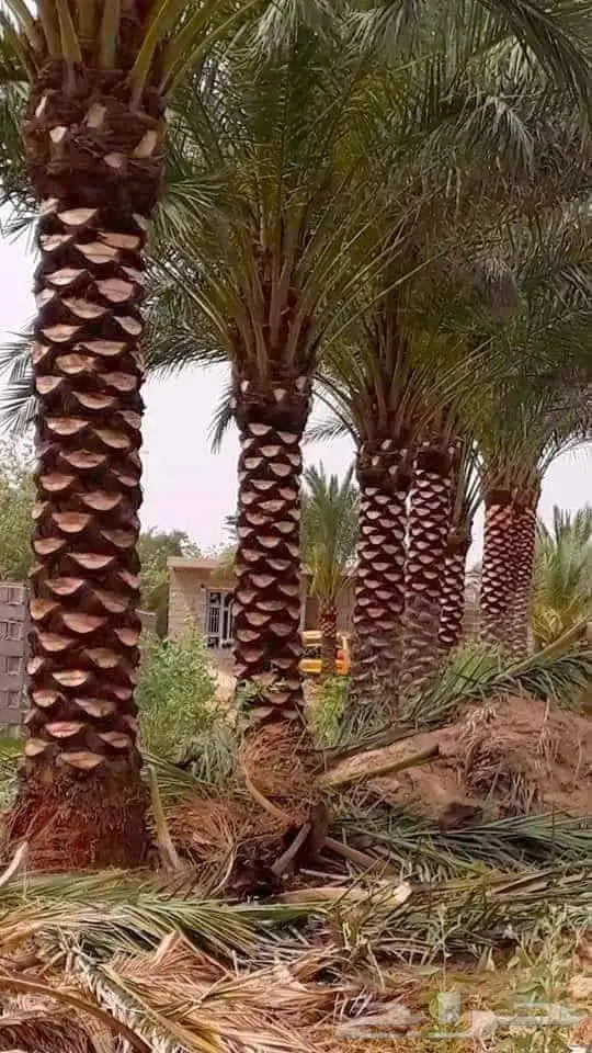 تنظيف النخيل تكريب وتلقيح النخيل مزارع زراعي مزارع نخل 11