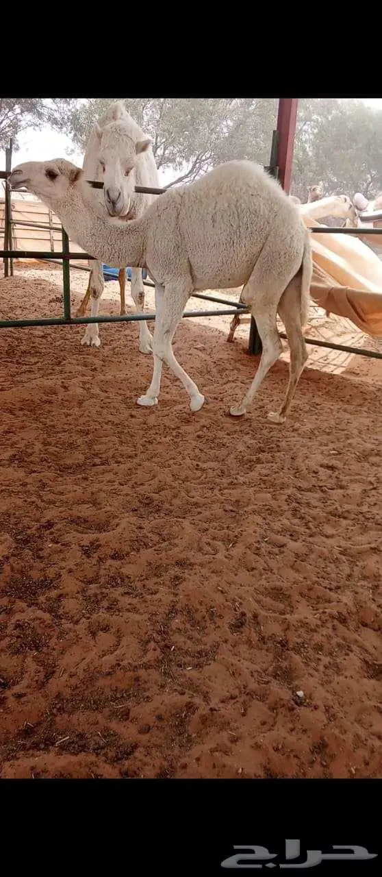 حشوان للبيع 0
