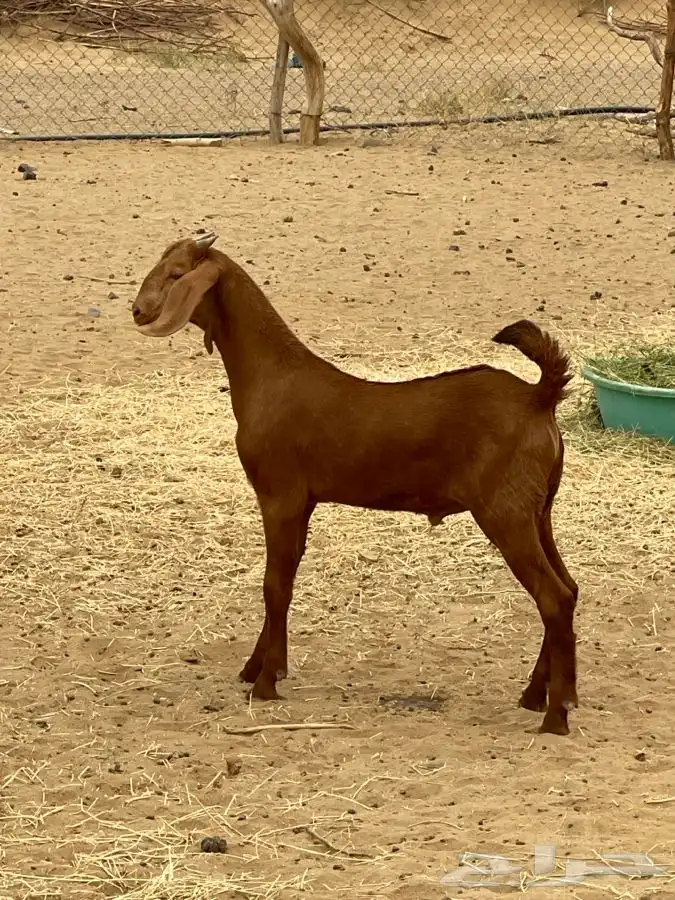 مشروع فحل أدهم فاخر)تم البيع) 11