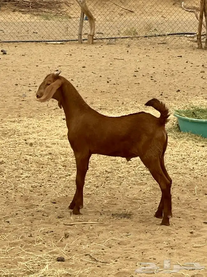 مشروع فحل أدهم فاخر)تم البيع) 0