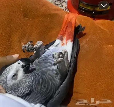 ببغاء كاسكو للبيع تم البيع تم البيع 0