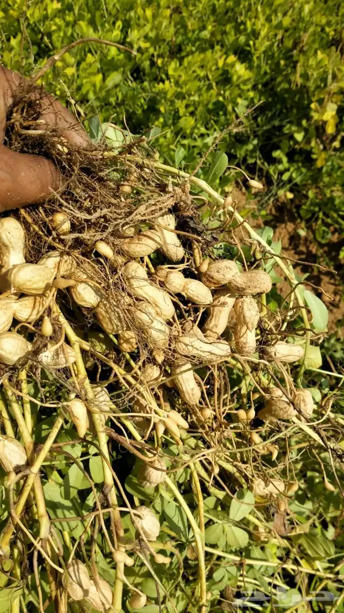 شارع يحي المعلمي 60 مع 80 19