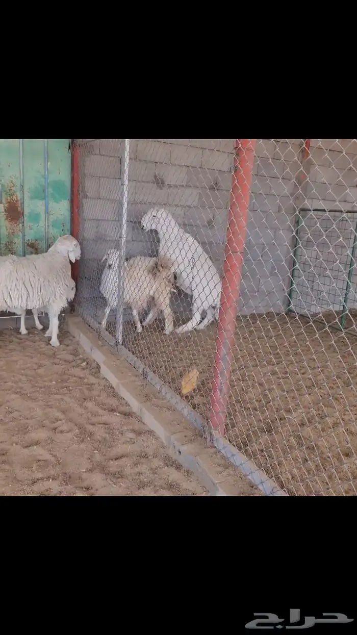 فحل صنف لاهل النظر( صور انتاج ) 5