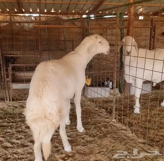 فحل صنف لاهل النظر( صور انتاج ) 0