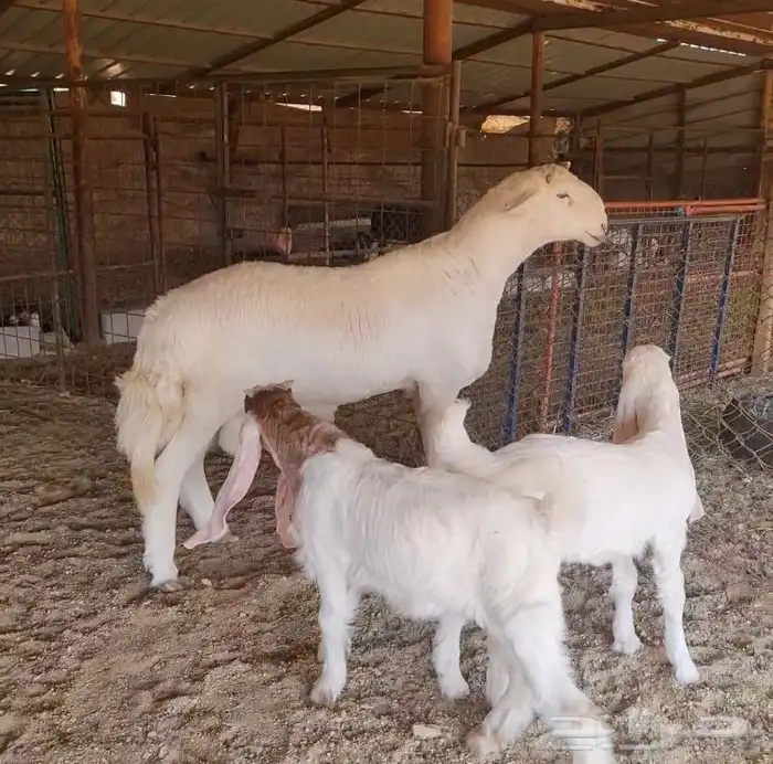 فحل صنف لاهل النظر( صور انتاج ) 3