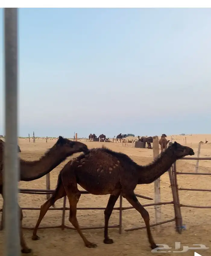 قعدان وبكره 1