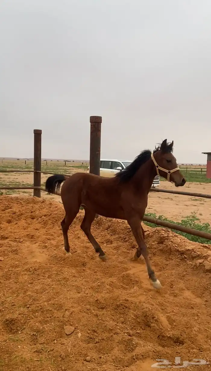 مهر واهو 0