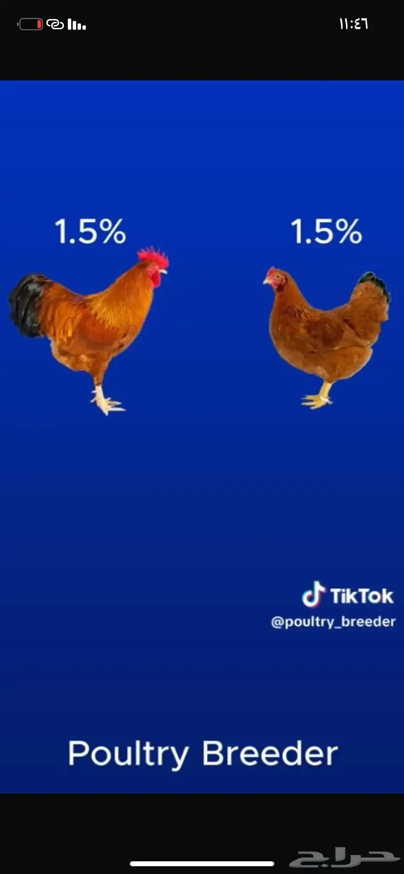 بيض لهمان مخصب 0