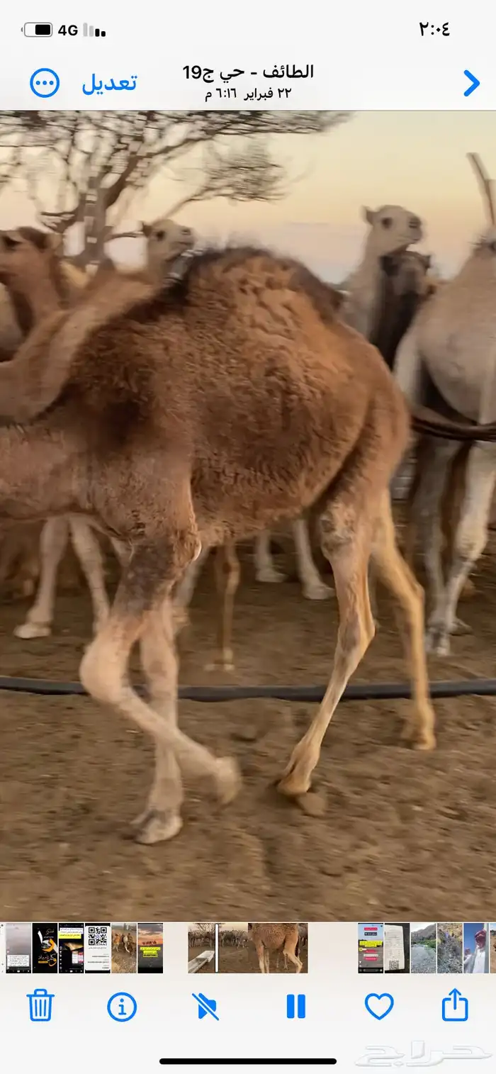قعدان 3