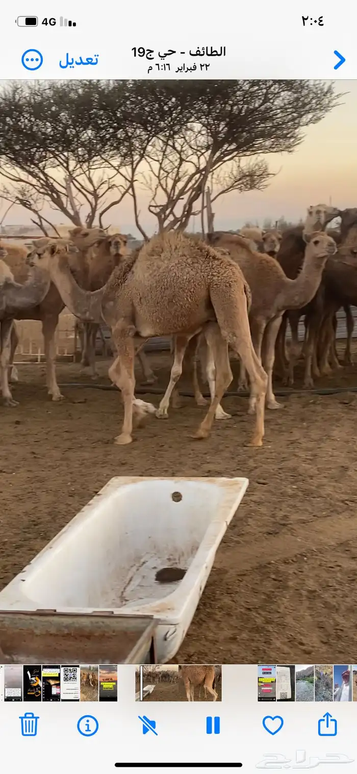 قعدان 8