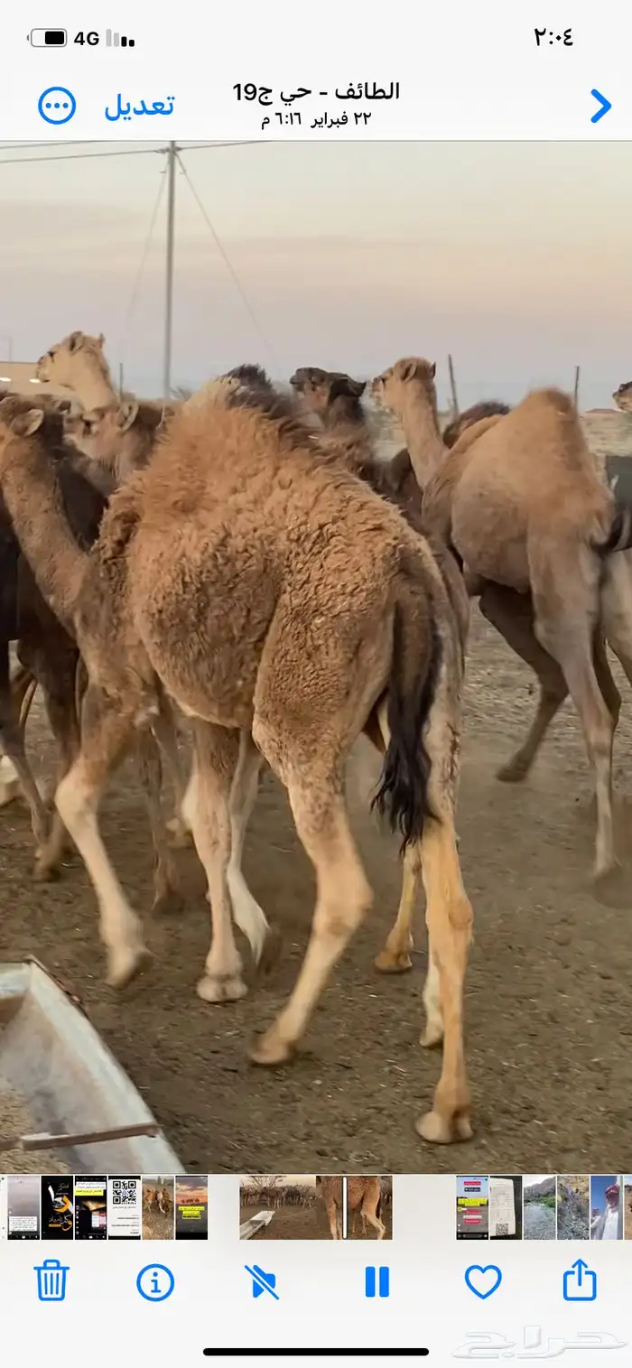 قعدان 1