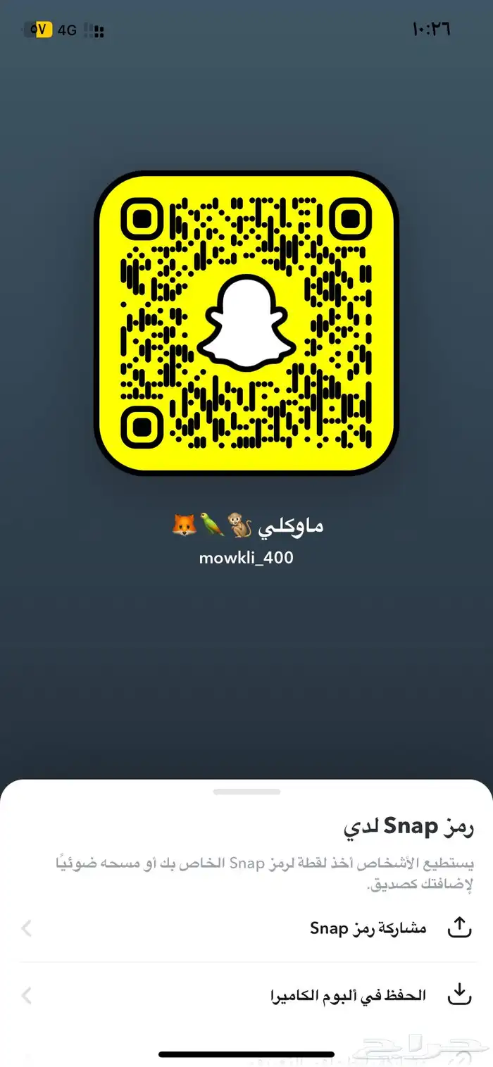 قطط صغيره هملايا وسكوتش 7