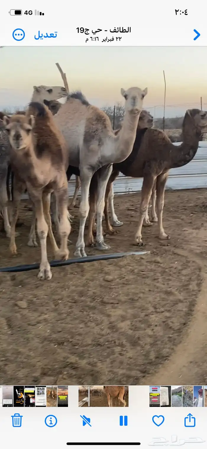 قعدان 4