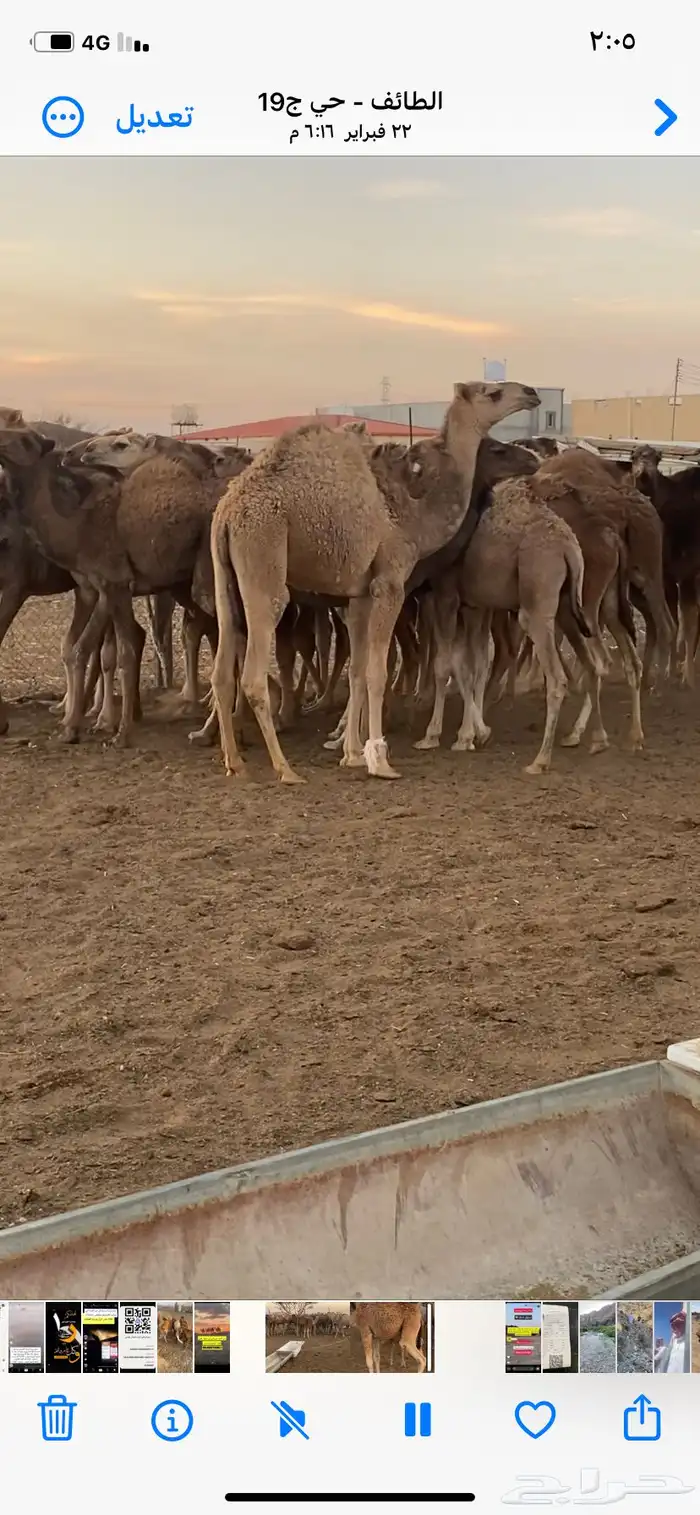 قعدان 0