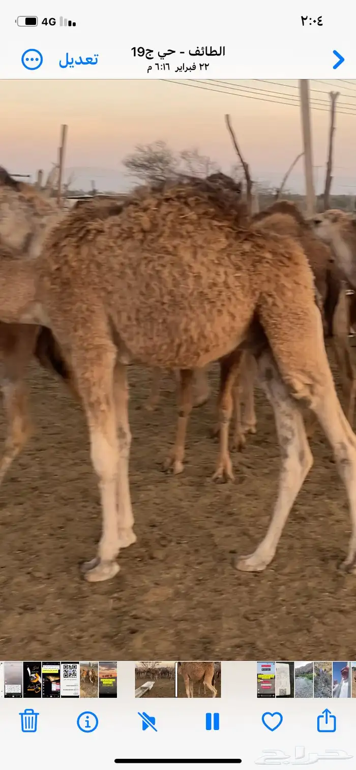 قعدان 2