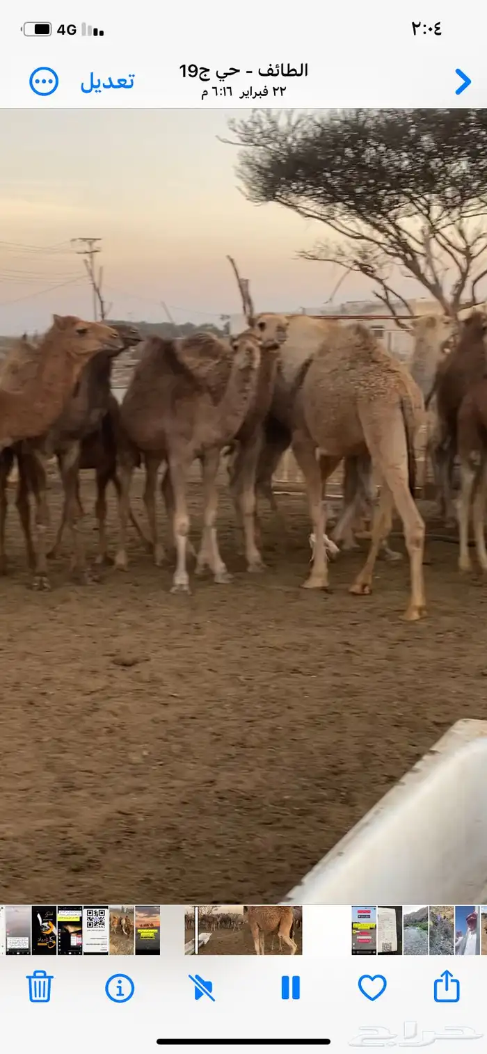 قعدان 7