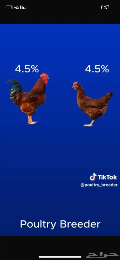 بيض لهمان مخصب index