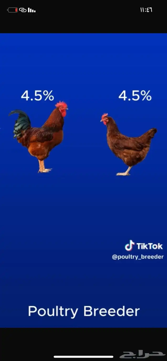 بيض لهمان مخصب 1