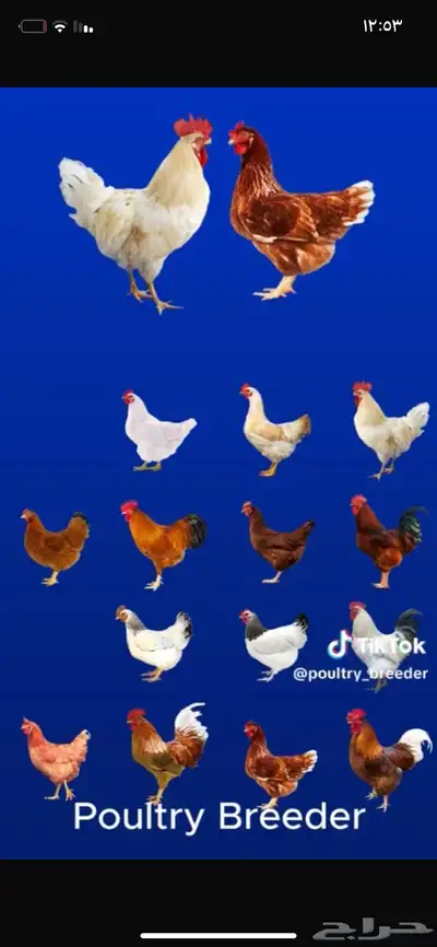 بيض لهمان مخصب index