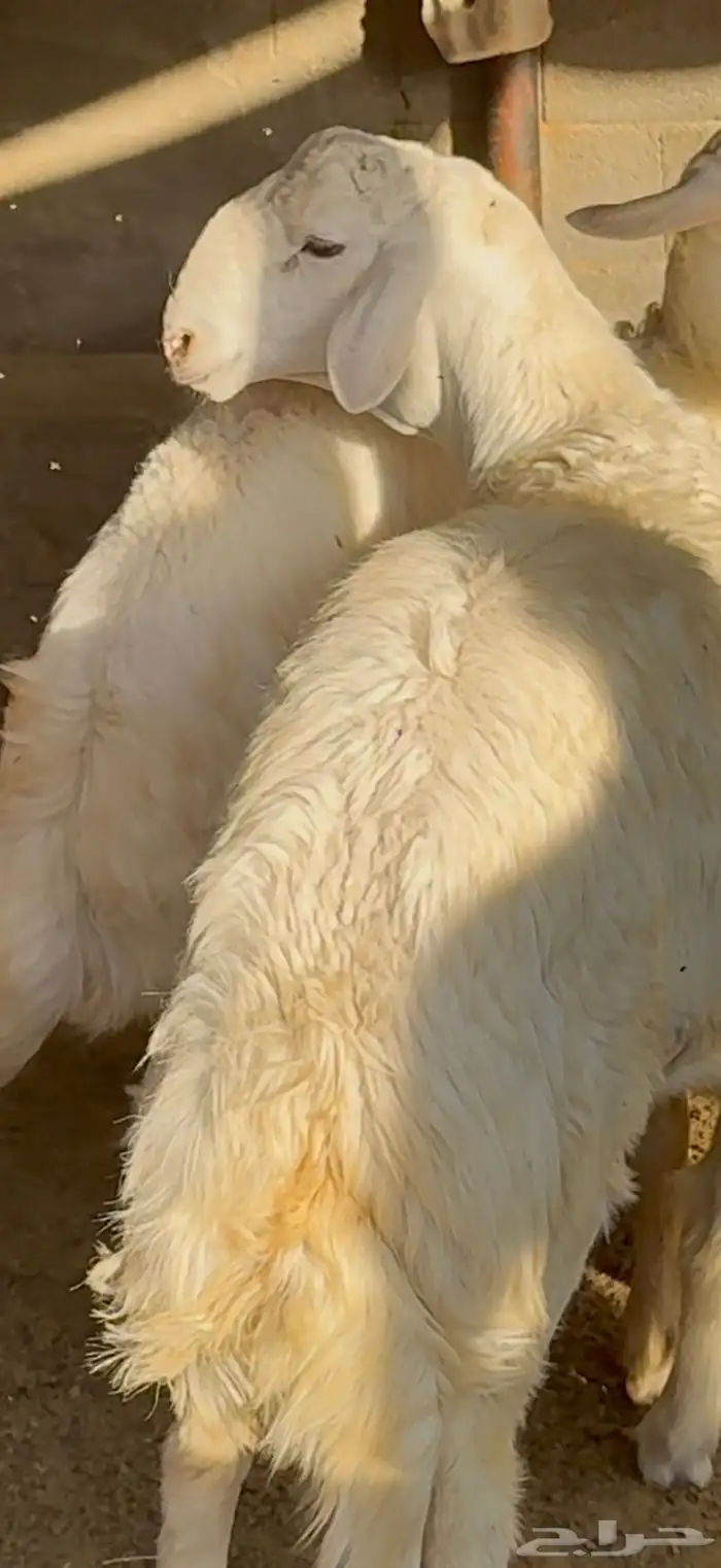 مشاريع فحول انتاج الفحل الحاكم 7