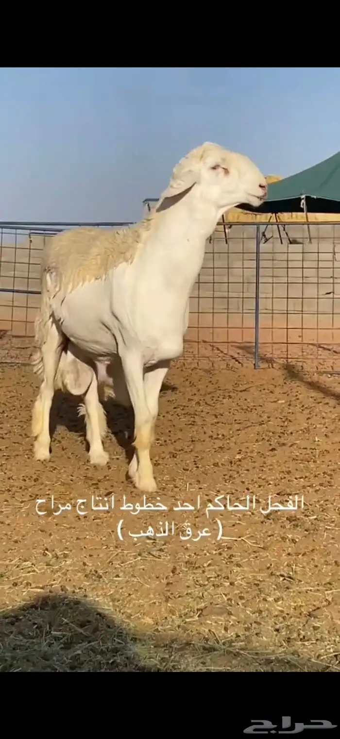 مشاريع فحول انتاج الفحل الحاكم 10