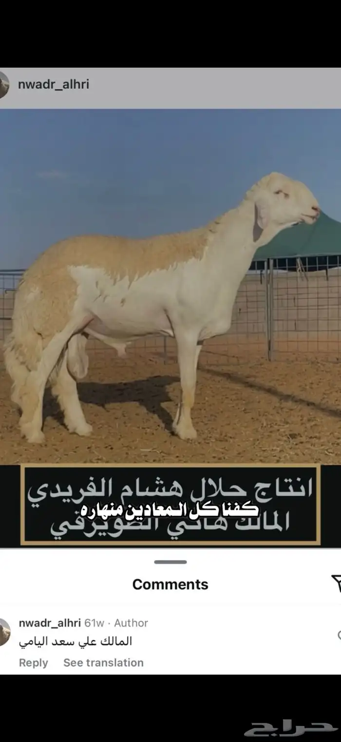 مشاريع فحول انتاج الفحل الحاكم 9