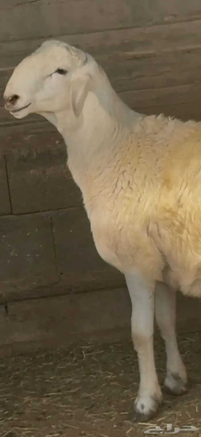 مشاريع فحول انتاج الفحل الحاكم 2