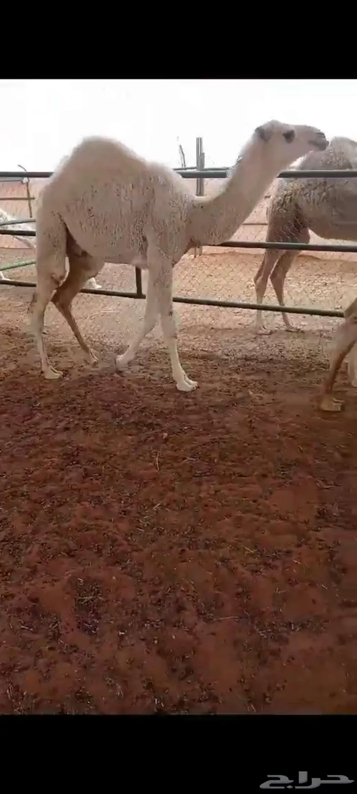 حشوان للبيع 2