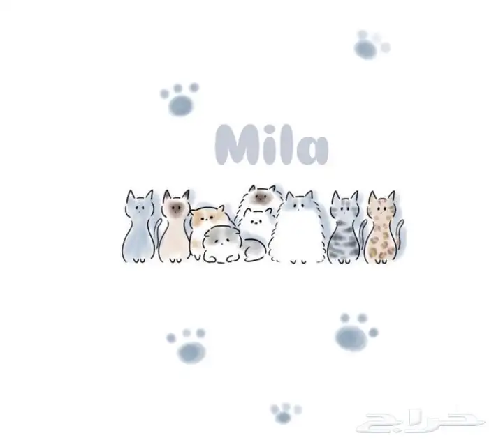 فندقة قطط الحجوزات متاحه الان 0