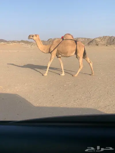 خلفه للبيع 0