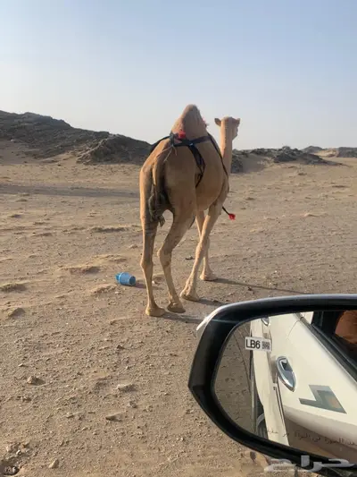 خلفه للبيع 1