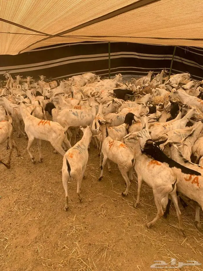 طليان بربري وتيوس السعر 480 5