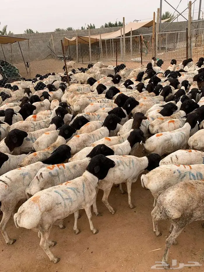 طليان بربري وتيوس السعر 480 2