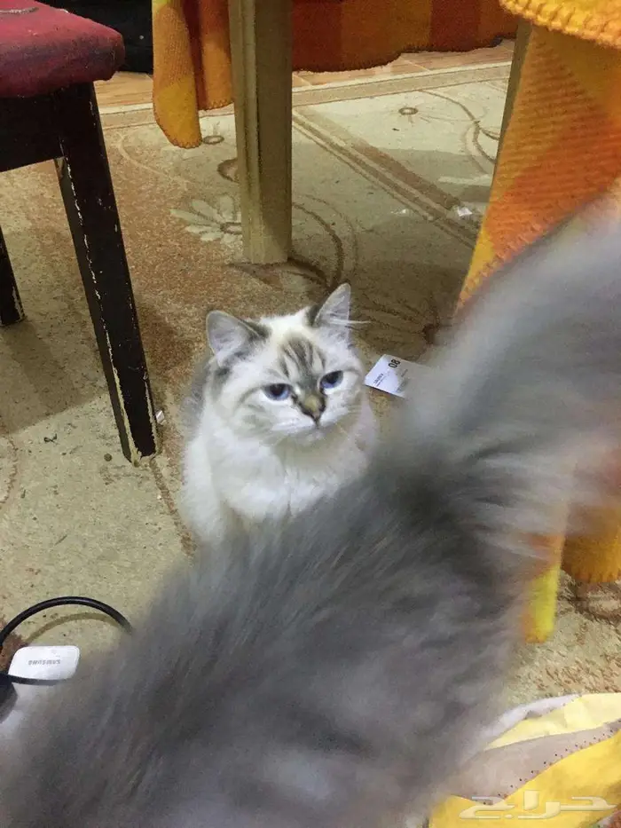 قط شيرازى وقطة هيمالايا للبيع 1
