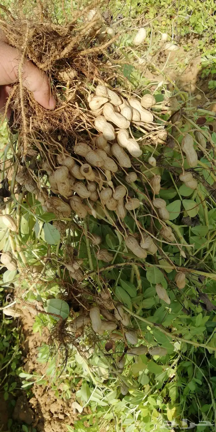 شارع يحي المعلمي 60 مع 80 20