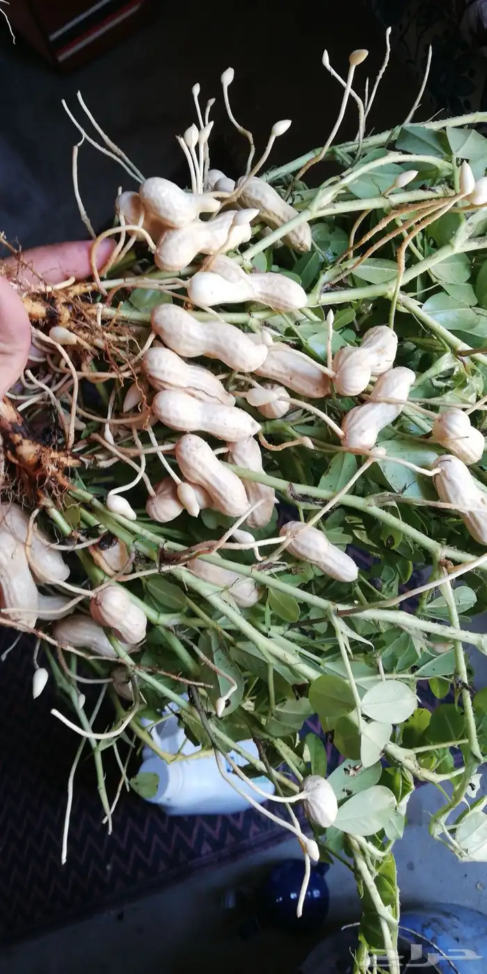 شارع يحي المعلمي 60 مع 80 21