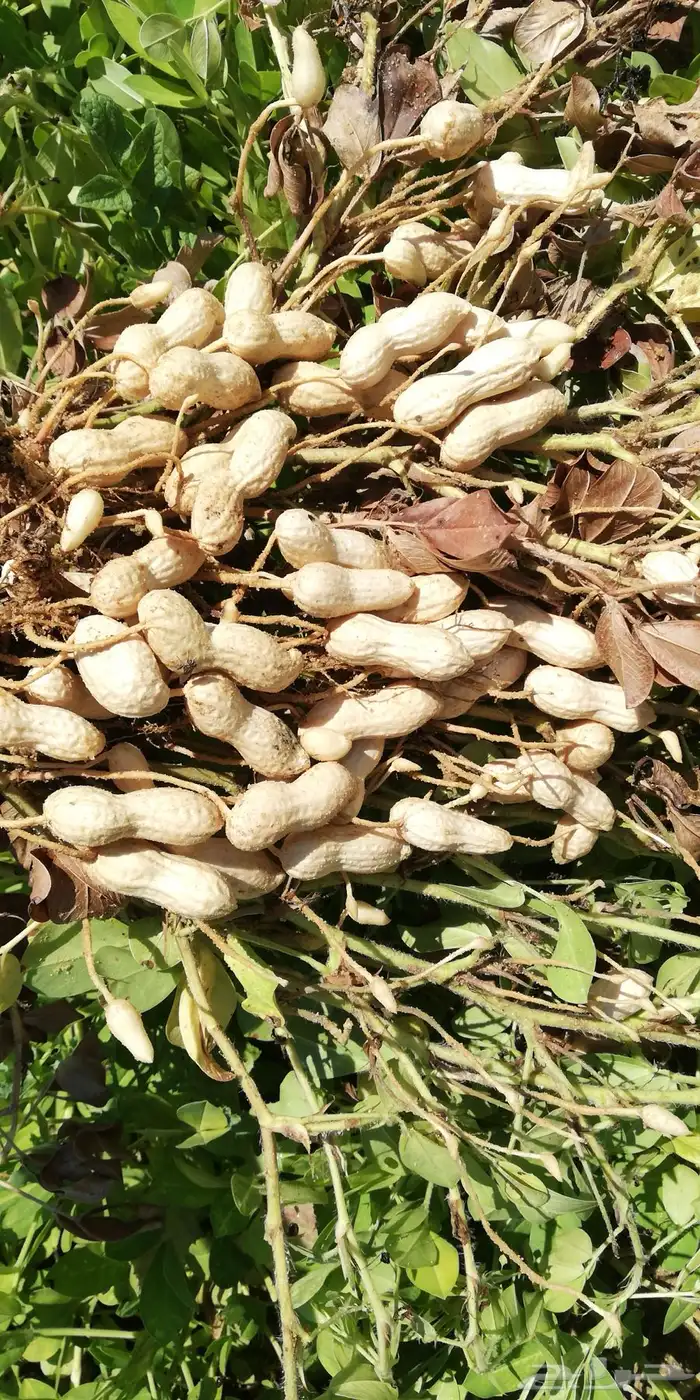 شارع يحي المعلمي 60 مع 80 22