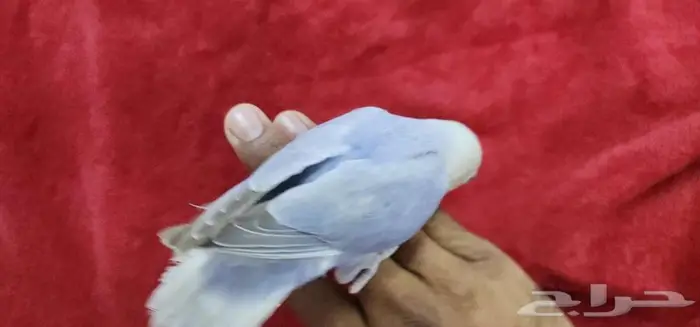 طائر روز اليف هدد مناسب للصغار والكبار 4
