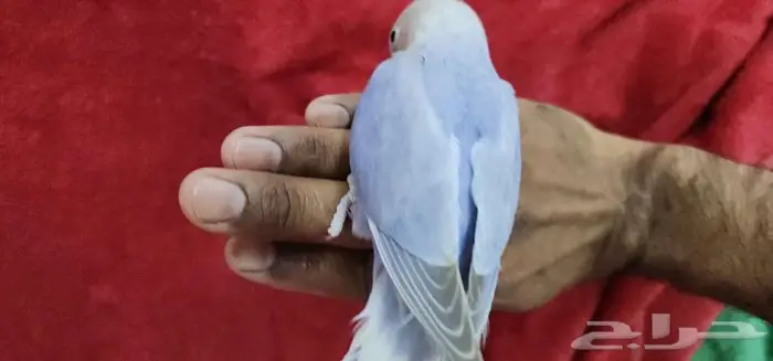 طائر روز اليف هدد مناسب للصغار والكبار 2