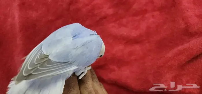 طائر روز اليف هدد مناسب للصغار والكبار 1