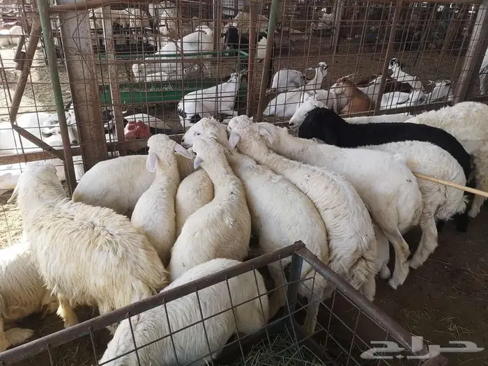طليان حري مع الذبح والتوصيل لباب البيت من 1300 إلى 1600 17