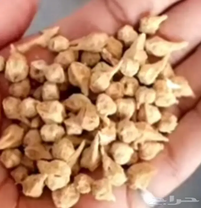 سمح بالكعبر حقه 0