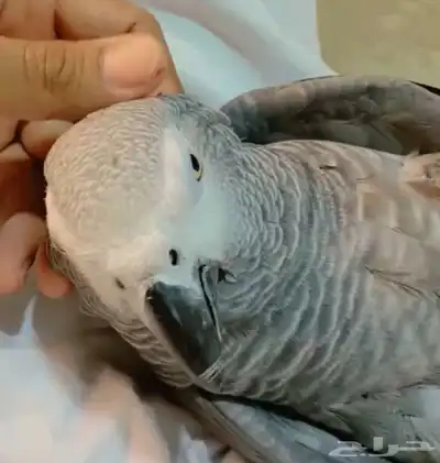 ببغاء كاسكو للبيع تم البيع تم البيع 1
