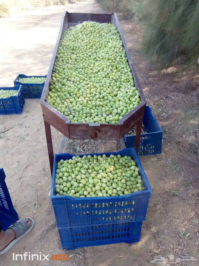 شارع يحي المعلمي 60 مع 80 15