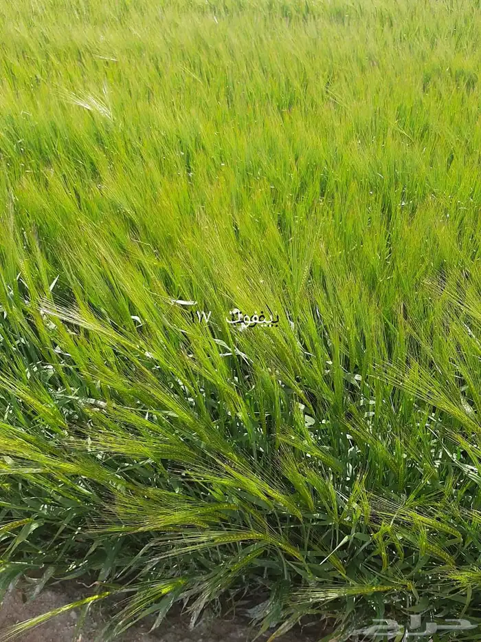 شارع يحي المعلمي 60 مع 80 25